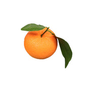 Moule Entremet Orange 
